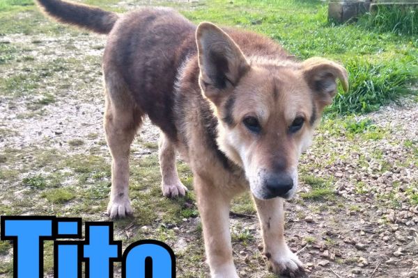 Tito: lupetto di 4 anni titolupettodi4anni1234.jpg
