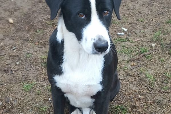 Leo cagnolone di tre anni cerca casa leocagnoloneditreannicercacasa12.jpg