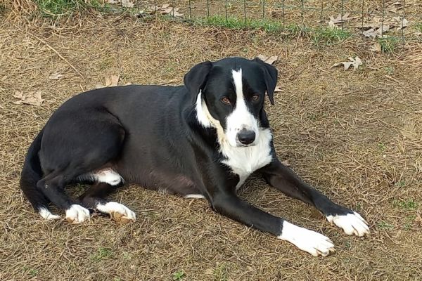 Leo cagnolone di tre anni cerca casa leocagnoloneditreannicercacasa123.jpg