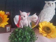 Chihuahua maschio Chihuahuamaschio1234.jpg