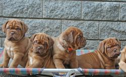 Cuccioli Dogue de Bordeaux CuccioliDoguedeBordeaux.jpg