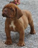 Cuccioli Dogue de Bordeaux CuccioliDoguedeBordeaux1.jpg