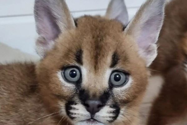 Disponibili gattini serval, savana e caracal disponibiligattiniservalsavana.jpg