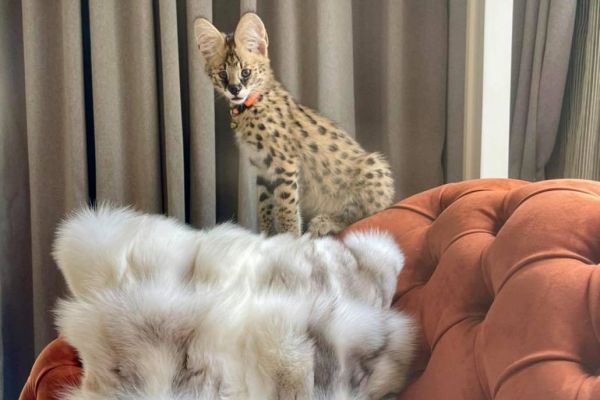 Disponibili gattini serval, savana e caracal disponibiligattiniservalsavana123.jpg