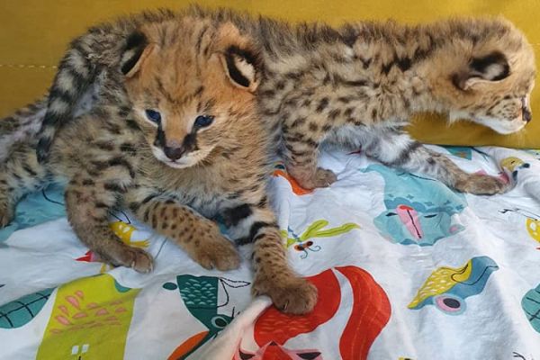 Disponibili gattini serval, savana e caracal disponibiligattiniservalsavana12345.jpg