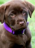 LABRADOR CHOCOLATE CON PEDIGREE ENCI LABRADORCHOCOLATECONPEDIGREEENCI123.jpg