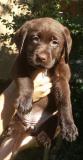 LABRADOR CHOCOLATE CON PEDIGREE ENCI LABRADORCHOCOLATECONPEDIGREEENCI1234.jpg