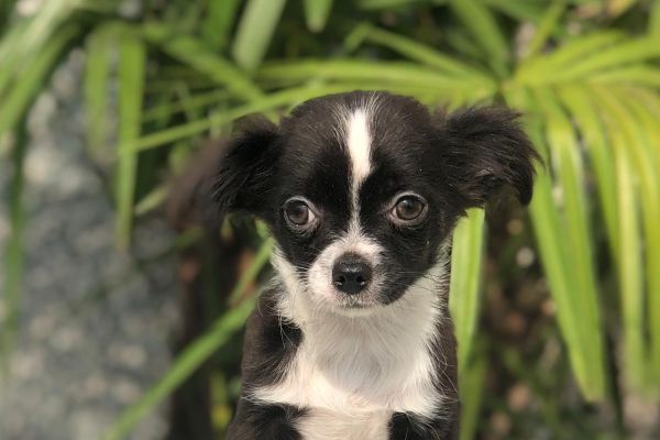 chihuahua pelo lungo chihuahuapelolungo1.jpg