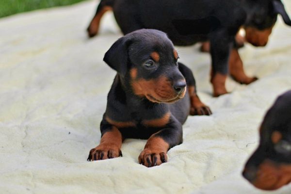 Dobermann TOP cuccioli dobermanntopcuccioli.jpg