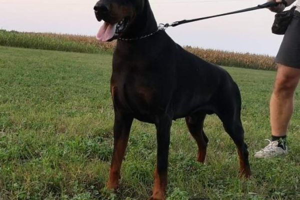 Dobermann TOP cuccioli dobermanntopcuccioli1.jpg