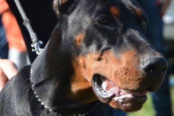 Dobermann TOP cuccioli dobermanntopcuccioli12.jpg