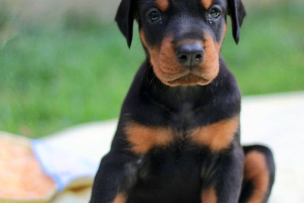 Dobermann TOP cuccioli dobermanntopcuccioli123.jpg