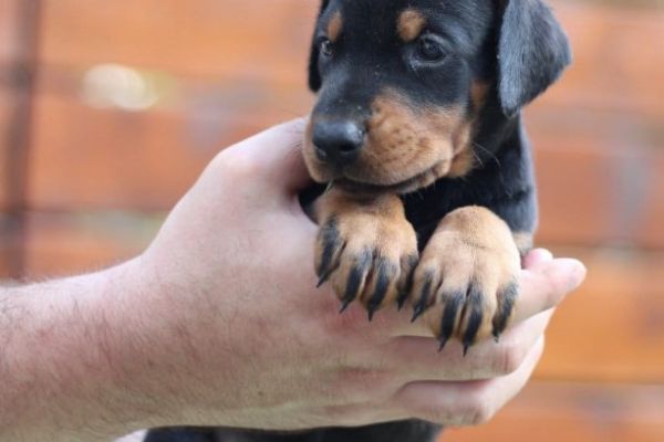 Dobermann TOP cuccioli dobermanntopcuccioli1234.jpg