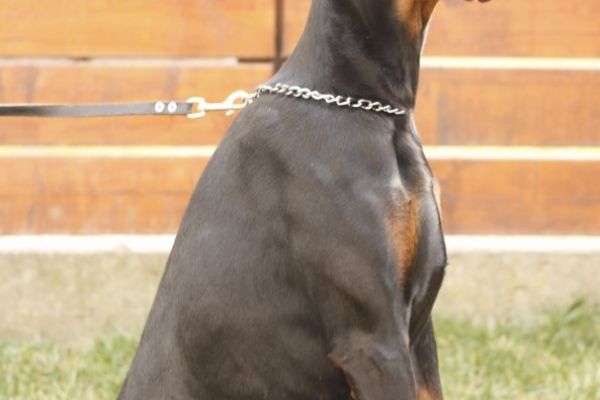 Dobermann TOP cuccioli dobermanntopcuccioli123456.jpg