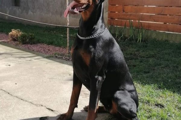 Dobermann TOP cuccioli dobermanntopcuccioli1234567.jpg