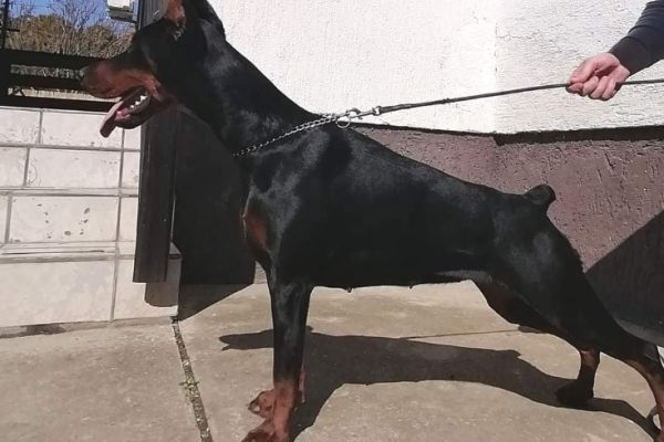 Dobermann TOP cuccioli dobermanntopcuccioli12345678.jpg