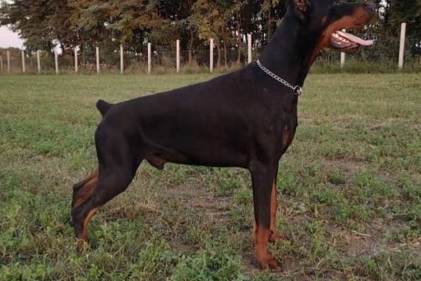 Dobermann TOP cuccioli dobermanntopcuccioli123456789.jpg