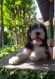 Bearded Collie cuccioli disponibili BeardedColliecucciolidisponibili-5ec16b092ec2f.jpg