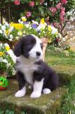 Bearded Collie cuccioli disponibili BeardedColliecucciolidisponibili.jpg