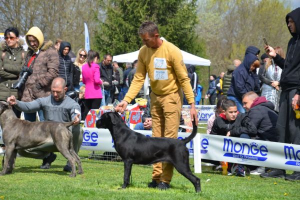 Cane Corso cuccioli canecorsocuccioli-63c3016bb7442.jpg