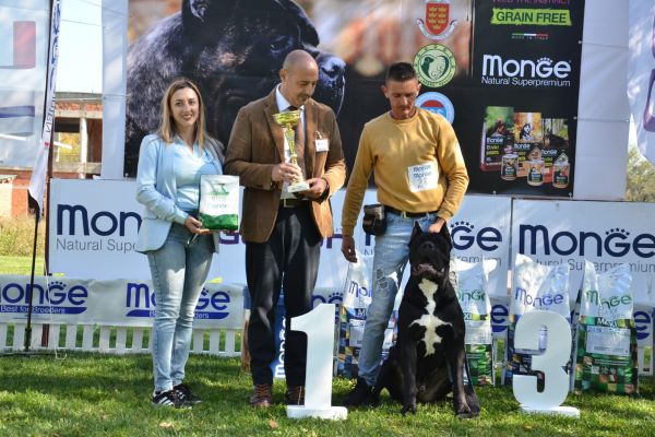 Cane Corso cuccioli canecorsocuccioli-63c3016e46b64.jpg