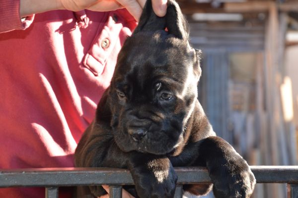 Cane Corso cuccioli canecorsocuccioli-63c301768ce97.jpg