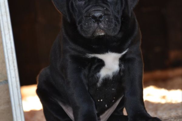 Cane Corso cuccioli canecorsocuccioli-63c30176d4520.jpg