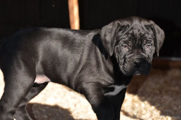 Cane Corso cuccioli canecorsocuccioli-63c3017a38dd2.jpg