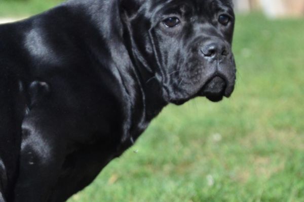 Cane Corso cuccioli canecorsocuccioli-63c3017a76dbb.jpg