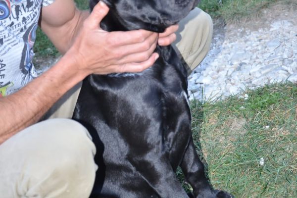 Cane Corso cuccioli canecorsocuccioli-63c3017ff3a3e.jpg