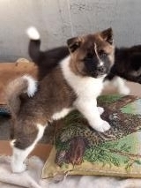 Cuccioli Akita Americano CuccioliAkitaAmericano123.jpg