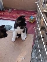 Cuccioli Akita Americano CuccioliAkitaAmericano1234.jpg