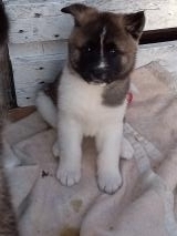 Cuccioli Akita Americano CuccioliAkitaAmericano123456.jpg