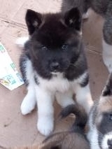 Cuccioli Akita Americano CuccioliAkitaAmericano1234567.jpg