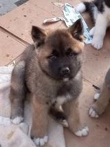 Cuccioli Akita Americano CuccioliAkitaAmericano12345678.jpg