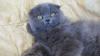 gattino scottish fold pelo lungo crema 454519a.jpg