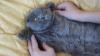 gattino scottish fold pelo lungo crema 454519c.jpg