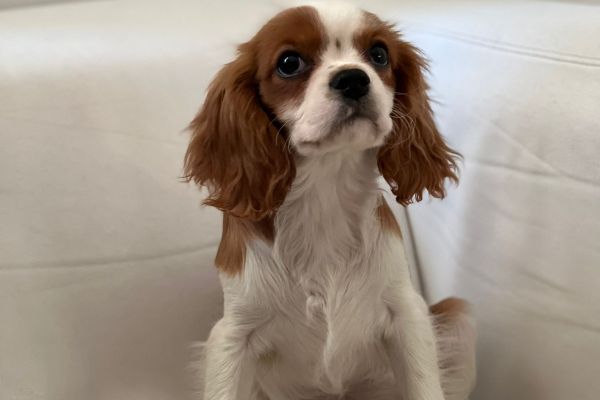 Cavalier King cuccioli cavalierkingcuccioli1.jpg