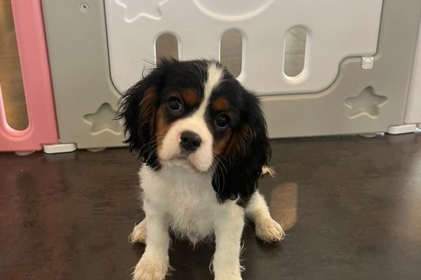 Cavalier King cuccioli cavalierkingcuccioli12.jpg