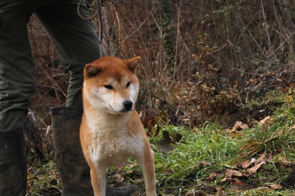 Shiba-inu con pedigree shibainuconpedigree-6627f7b38a6c0.jpeg