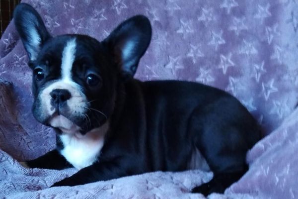 Bulldog francese bulldogfrancese1.jpg
