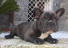 bouledogue francese blue bouledoguefranceseblue.jpg