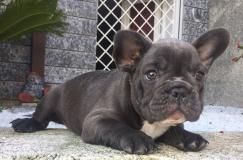 bouledogue francese blue bouledoguefranceseblue1.jpg