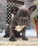 bouledogue francese blue bouledoguefranceseblue12.jpg