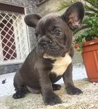 bouledogue francese blue bouledoguefranceseblue123.jpg