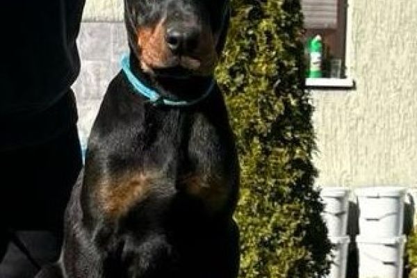 Doberman cuccioli in vendita dobermancuccioliinvendita.jpg