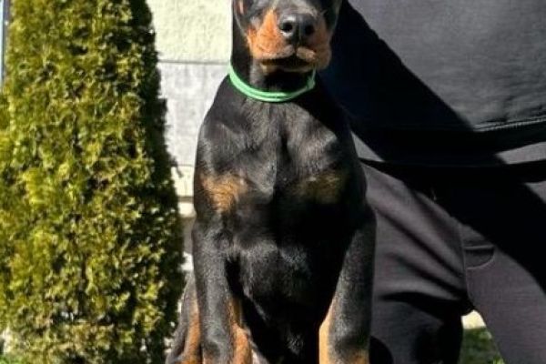 Doberman cuccioli in vendita dobermancuccioliinvendita12.jpg