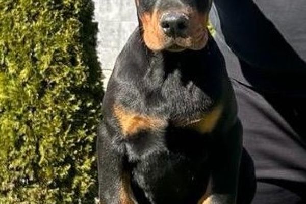 Doberman cuccioli in vendita dobermancuccioliinvendita123.jpg