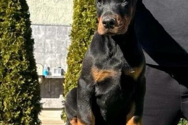 Doberman cuccioli in vendita dobermancuccioliinvendita1234.jpg