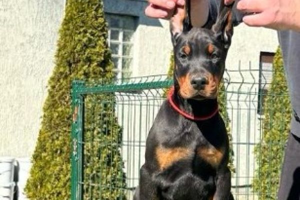 Doberman cuccioli in vendita dobermancuccioliinvendita12345.jpg